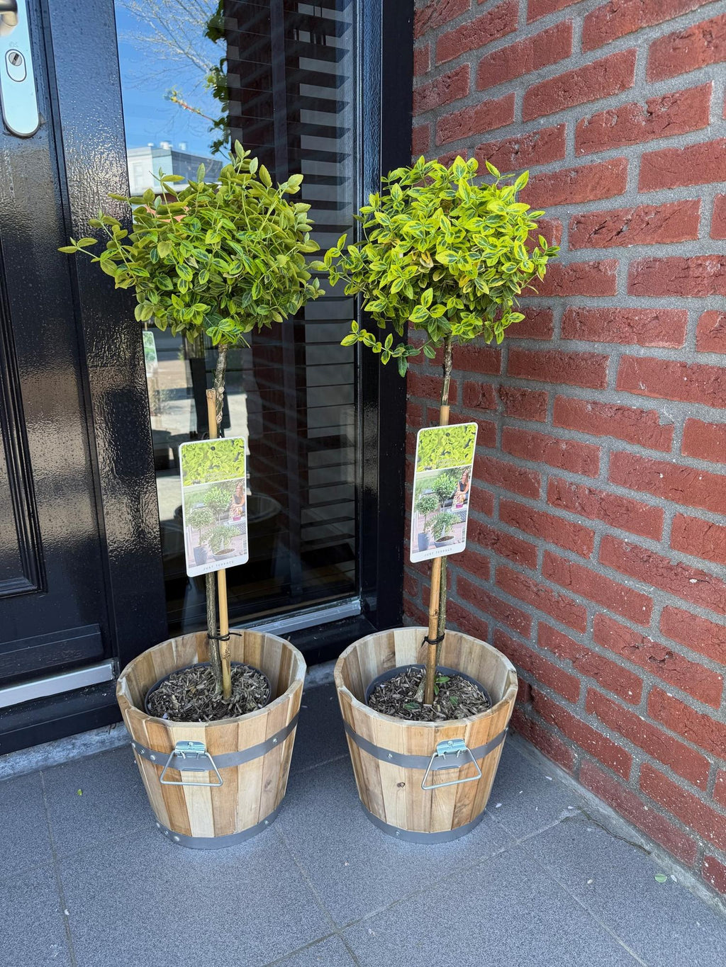 Green boutiQ - Stämmchen - Euonymus fortunei Emerald 'n' Gold - Terrassenpflanze - Immergrün - Winterhart - Grün-gelbes Blatt - Topf 19 cm, Höhe 90 cm