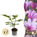 Green boutiQ - Gartenpflanze - Magnolie Betty - Blüte Weiß - 3 Pflanzen - Laubabwerfend - Pflegeleicht - Topf 12cm Höhe 30cm