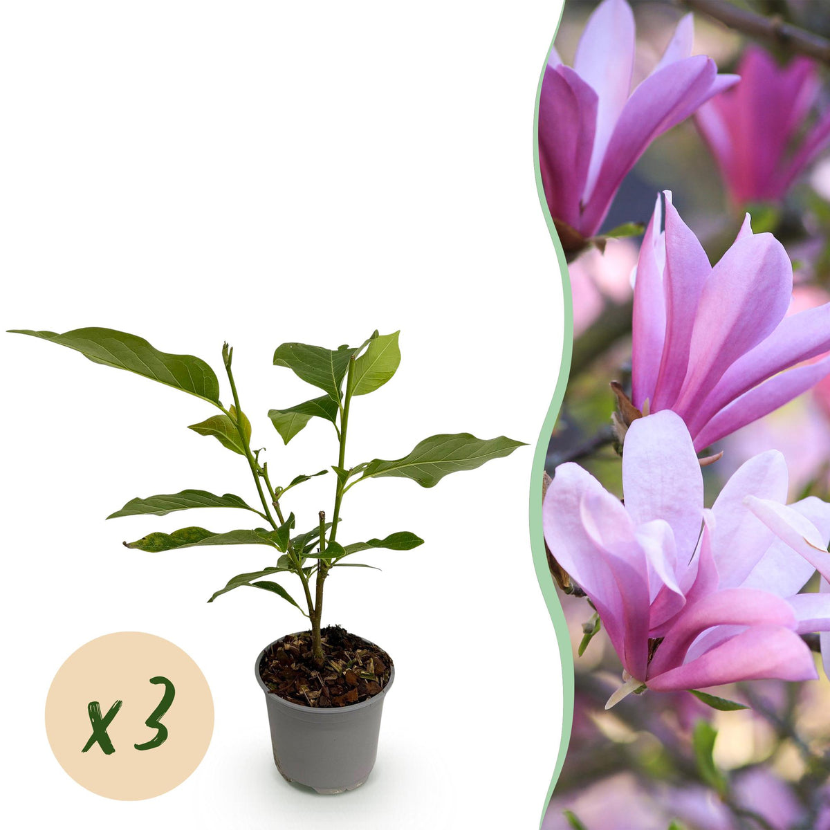 Green boutiQ - Plante de jardin - Magnolia Betty - Fleur blanche - 3 plantes - Caduc - Peu d'entretien - Pot 12 cm Hauteur 30 cm