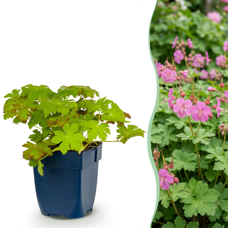 Green boutiQ - Vasteplant - Geranium macrorrhizum - Ooievaarsbek - Bodembedekkend - Roze - 1 Plant - Pot 11cm - Hoogte 15-25cm