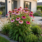 Green boutiQ - Stauden - Echinacea purp. Magnus - Sonnenhut - Bienen- und Schmetterlingsmagnet - Rosa - 24 Pflanzen - Topf 11cm - Höhe 15-25cm