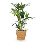 Green boutiQ - Plante d'intérieur - Howea Forsteriana - Palmier Kentia - Facile d'entretien - Vert - 1 Plante - avec Panier - Pot 19cm - Hauteur 80-85cm