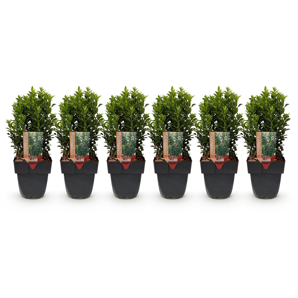 Green boutiQ - Haies - Euonymus japonica Green Spire - feuilles vertes - 6 plantes - 1 mètre linéaire - persistant - pot 17 cm hauteur 40 cm