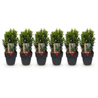 Green boutiQ - Haies - Euonymus japonica Green Spire - feuilles vertes - 6 plantes - 1 mètre linéaire - persistant - pot 17 cm hauteur 40 cm
