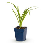 Green boutiQ - Stauden - Hemerocallis Arctic Snow - Taglilie - Bienen- und Schmetterlingsmagnet - Creme - 1 Pflanze - Topf 11cm - Höhe 15-25cm