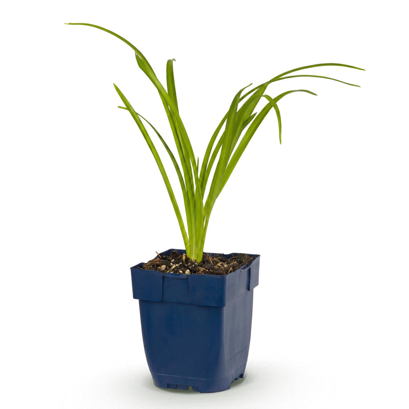Green boutiQ - Vasteplant - Hemerocallis Arctic Snow - Daglelie - Bijen en Vlinderlokkers - Creme - 1 Plant - Pot 11cm - Hoogte 15-25cm