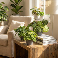 Green boutiQ - Kamerplant - Marantha Silverband, Marantha Lemon Lime Marantha Kerchoveana - Gebedsplant - Huisdiervriendelijke Plant - Groen - 3 Planten - met Potter Grijs - Pot 12cm - Hoogte 25cm