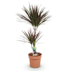Green BoutiQ - Green is... Plantes d'intérieur - Dracaena Magenta - Dragonnier - Peu d'entretien - Vert - 1 plante - Pot 21cm - Hauteur 90-100cm