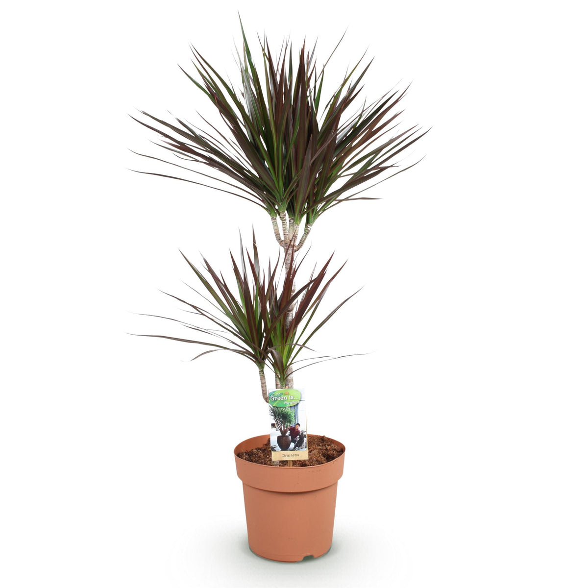 Green BoutiQ - Green is... Plantes d'intérieur - Dracaena Magenta - Dragonnier - Peu d'entretien - Vert - 1 plante - Pot 21cm - Hauteur 90-100cm