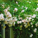 Green boutiQ - Rosier grimpant - Rosa New Dawn - Fleur rose clair - Peu d'entretien - 2 plantes - Pot 11 cm Hauteur 40 cm
