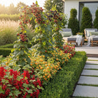Green boutiQ - Plants fruitiers - Tricolore - Groseille rouge - Framboise jaune - Mûre noire - Rustique - 3 plantes - Pot 9cm