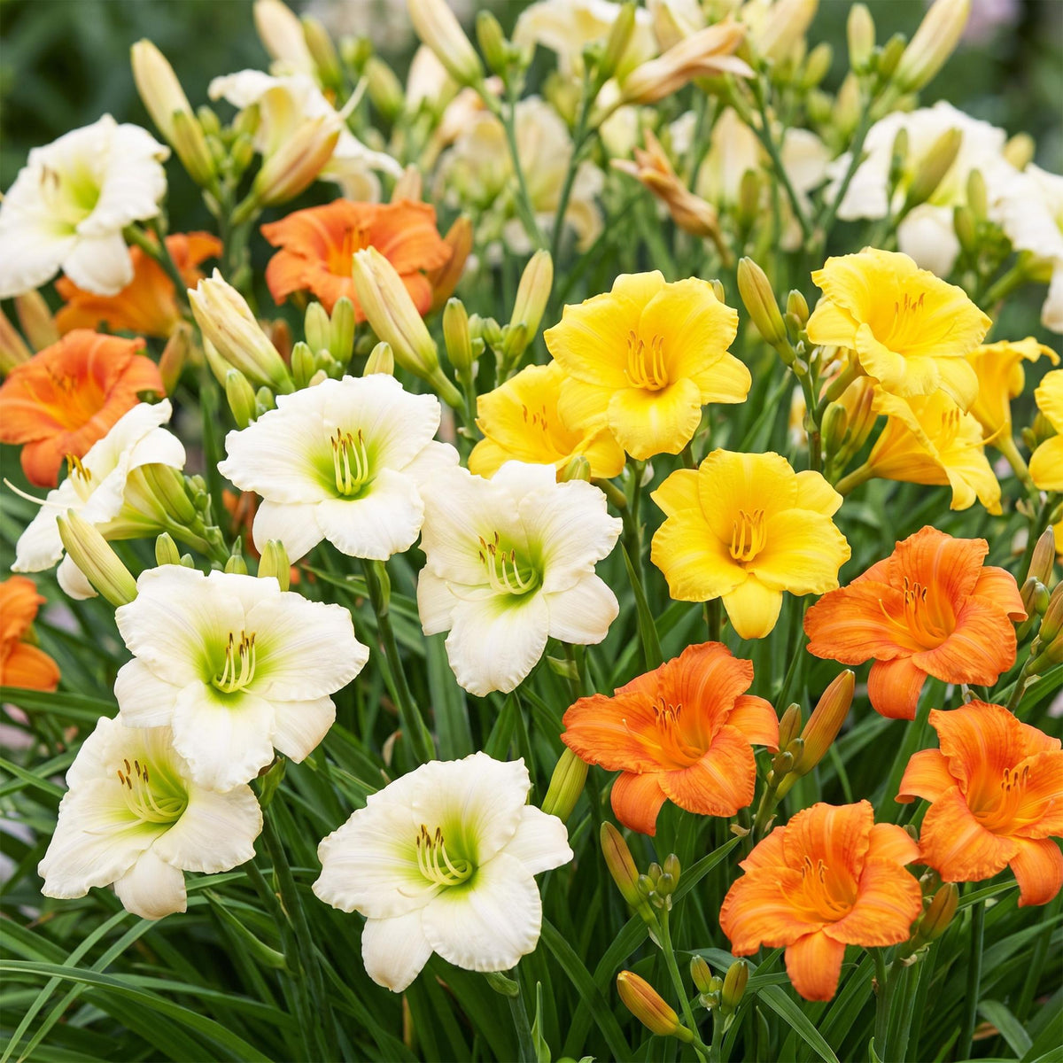 Green boutiQ - Stauden - Hemerocallis Tricolour - Taglilie - Bienen- und Schmetterlingsmagnet - Creme - Gelb - Rot - 12 Pflanzen - Topf 11 cm - Höhe 15-25 cm