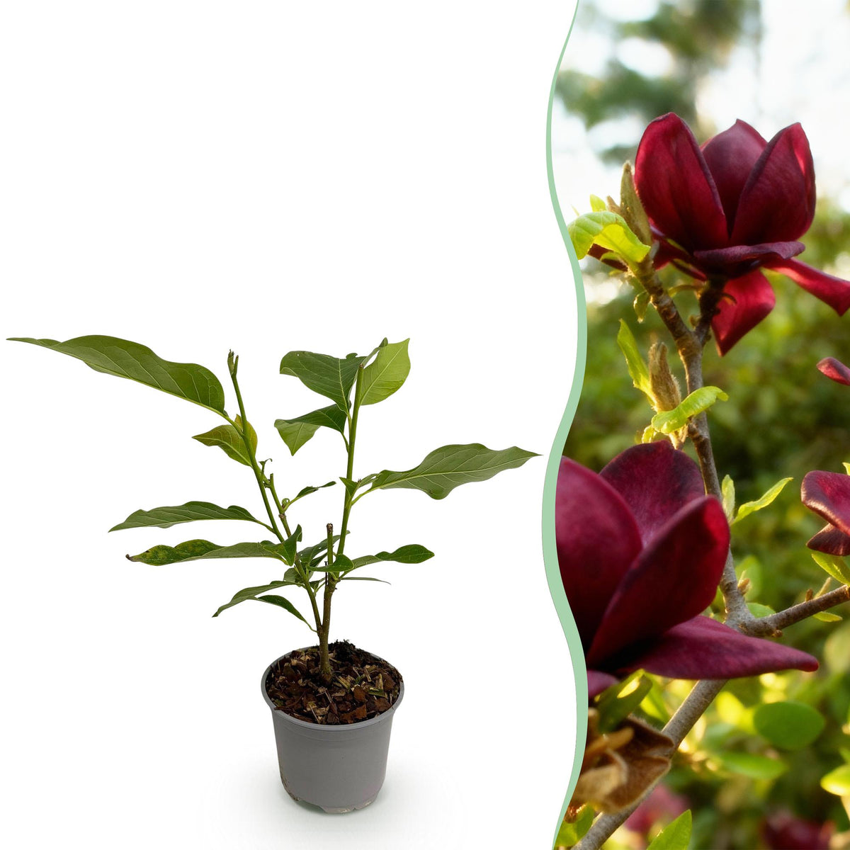 Green boutiQ - Plante de jardin - Magnolia Genie - Fleur violette - 1 plante - À feuilles caduques - Peu d'entretien - Pot 12 cm Hauteur 30 cm