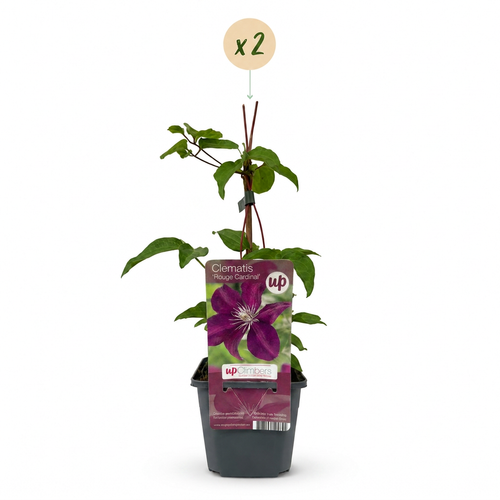 2x Clématite Rouge Cardinal - Rosier grimpant Rouge Cardinal - Rouge - Plante grimpante - Ø9cm - ↕35cm