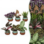 6x Baby Plants Surprise Box - Baby Plants Surprise Box - Various colours - Tropical - incl. Copper Reef - Ø6cm - ↕5-15cm