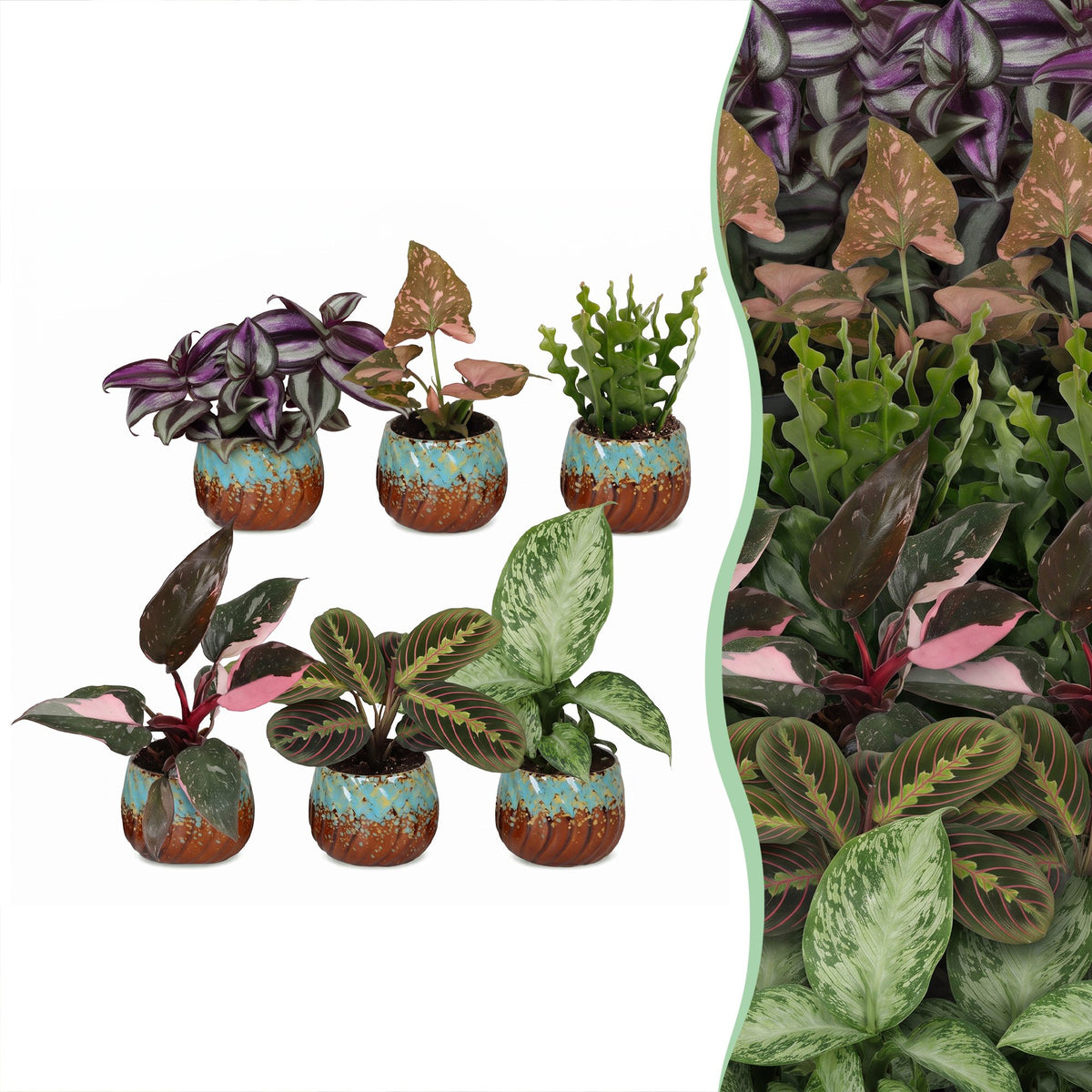 6x Baby Plants Surprise Box - Baby Plants Surprise Box - Various colours - Tropical - incl. Copper Reef - Ø6cm - ↕5-15cm