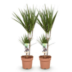 Green BoutiQ - Green is... Plantes d'intérieur - Dracaena Marginata - Dragonnier - Peu d'entretien - Vert - 2 plantes - Pot 17cm - Hauteur 70-80cm
