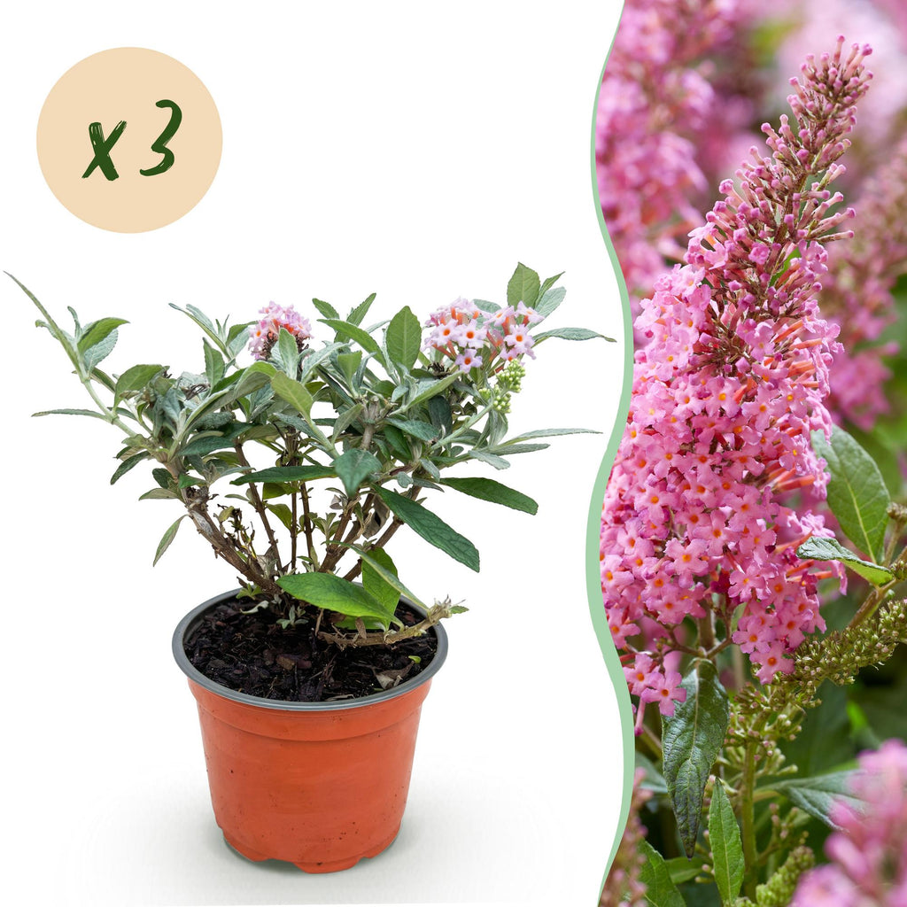 Green boutiQ - Gartenpflanze - Buddleja davidii Butterfly Candy Little Pink - Schmetterlingsflieder - Kompakt - Rosa - 3 Pflanzen - Topf 12cm - Höhe 20-25cm