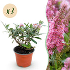 Green boutiQ - Gartenpflanze - Buddleja davidii Butterfly Candy Little Pink - Schmetterlingsflieder - Kompakt - Rosa - 3 Pflanzen - Topf 12cm - Höhe 20-25cm