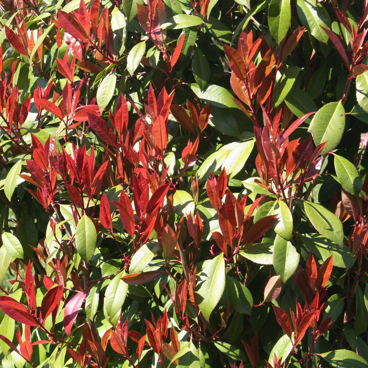 Green boutiQ - Plante sur tige - Photinia fraseri Carre Rouge - Plante de terrasse - Persistant - Rustique - Feuillage vert-rouge - Pot 19cm Hauteur 90cm