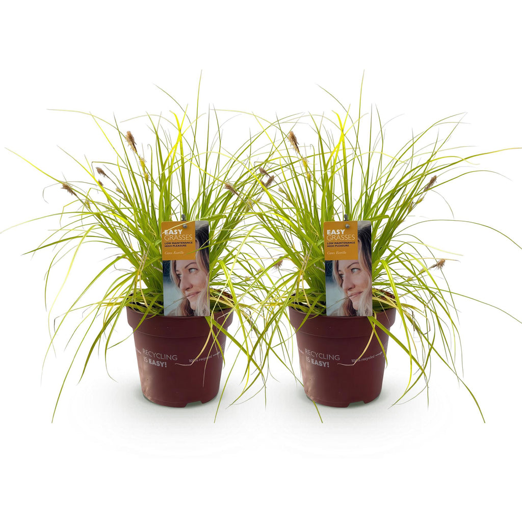 Green boutiQ - Graminées ornementales - Carex oshimensis Everillo - Jaune - 2 Plantes - Persistant - Peu d'entretien - Pot 17cm Hauteur 50cm