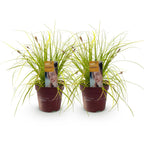 Green boutiQ - Graminées ornementales - Carex oshimensis Everillo - Jaune - 2 Plantes - Persistant - Peu d'entretien - Pot 17cm Hauteur 50cm