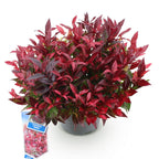 Green boutiQ - Plante de jardin - Leucothoe Zeblid - Rouge - 1 plante - Persistant - Peu d'entretien - Pot 17cm Hauteur 45cm