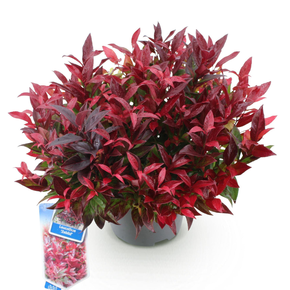 Green boutiQ - Plante de jardin - Leucothoe Zeblid - Rouge - 1 plante - Persistant - Peu d'entretien - Pot 17cm Hauteur 45cm