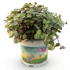 Green boutiQ - Zimmerpflanze - Callisia repens - Schönpolster - Haustierfreundliche Pflanze - Grün - 1 Pflanze - Topf 12 cm - Höhe 14 cm