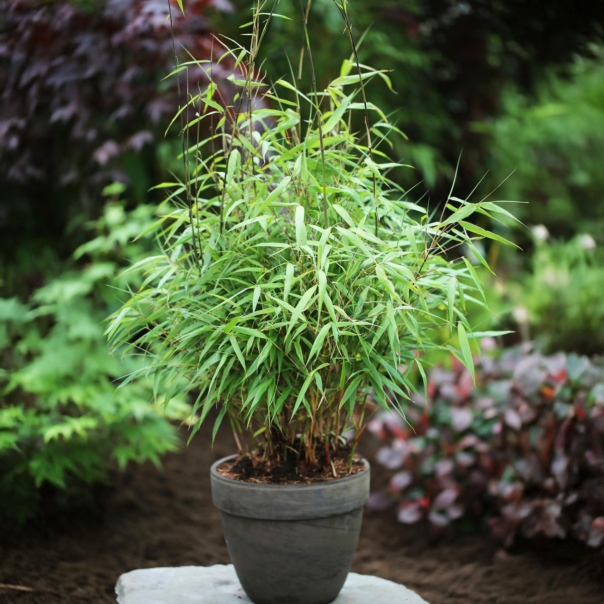 Green boutiQ - Graminées - Fargesia scabrida Asian Wonder - Bambou non traçant - Persistant - Vert - 1 plante - Pot 23 cm - Hauteur 80 cm
