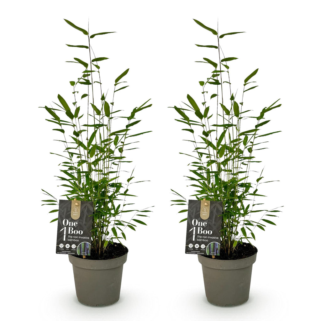 Green boutiQ - Bambou - Fargesia Black Dragon - Vert - 2 Plantes - Persistant - Non traçant - Pot 14cm Hauteur 35cm