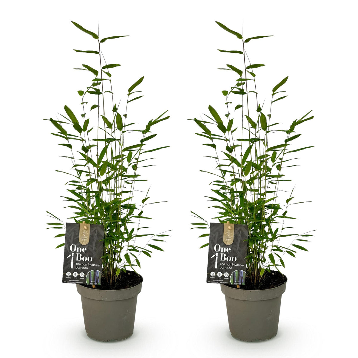 Green boutiQ - Bamboe - Fargesia Black Dragon - Groen - 2 Planten - Bladhoudend - Niet Woekerend- Pot 14cm Hoogte 35cm