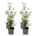 Green boutiQ - Bambou - Fargesia Black Dragon - Vert - 2 Plantes - Persistant - Non traçant - Pot 14cm Hauteur 35cm