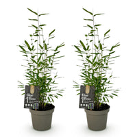Green boutiQ - Bamboe - Fargesia Black Dragon - Groen - 2 Planten - Bladhoudend - Niet Woekerend- Pot 14cm Hoogte 35cm
