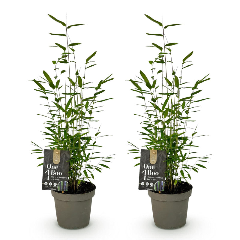 Green boutiQ - Bamboe - Fargesia Black Dragon - Groen - 2 Planten - Bladhoudend - Niet Woekerend- Pot 14cm Hoogte 35cm