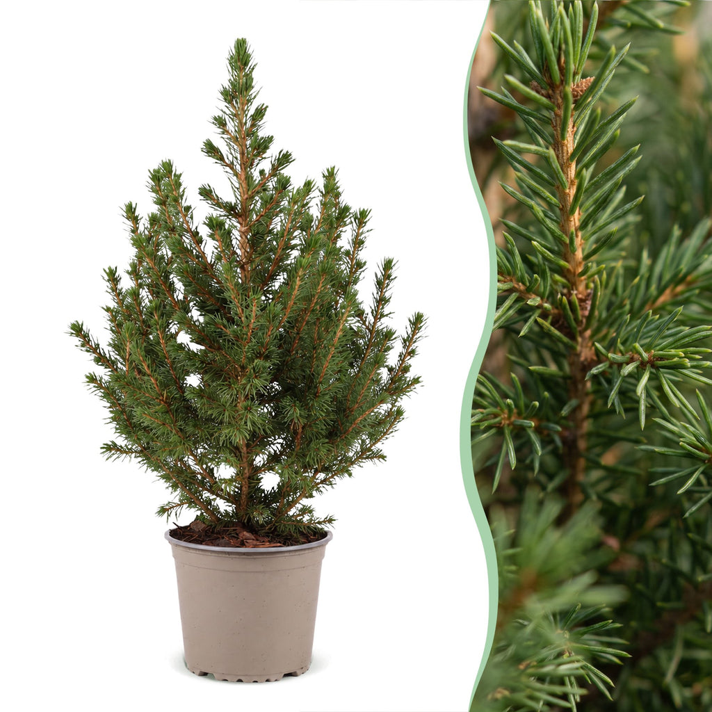 Picea glauca Conica - Dwarf Alberta Spruce - Green - Christmas tree - Ø13cm - ↕45cm
