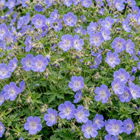 Green boutiQ - Vasteplant - Geranium 'Rozanne' - Ooievaarsbek - Bodembedekkend - Blauw - 6 Planten - Pot 11cm - Hoogte 15-25cm