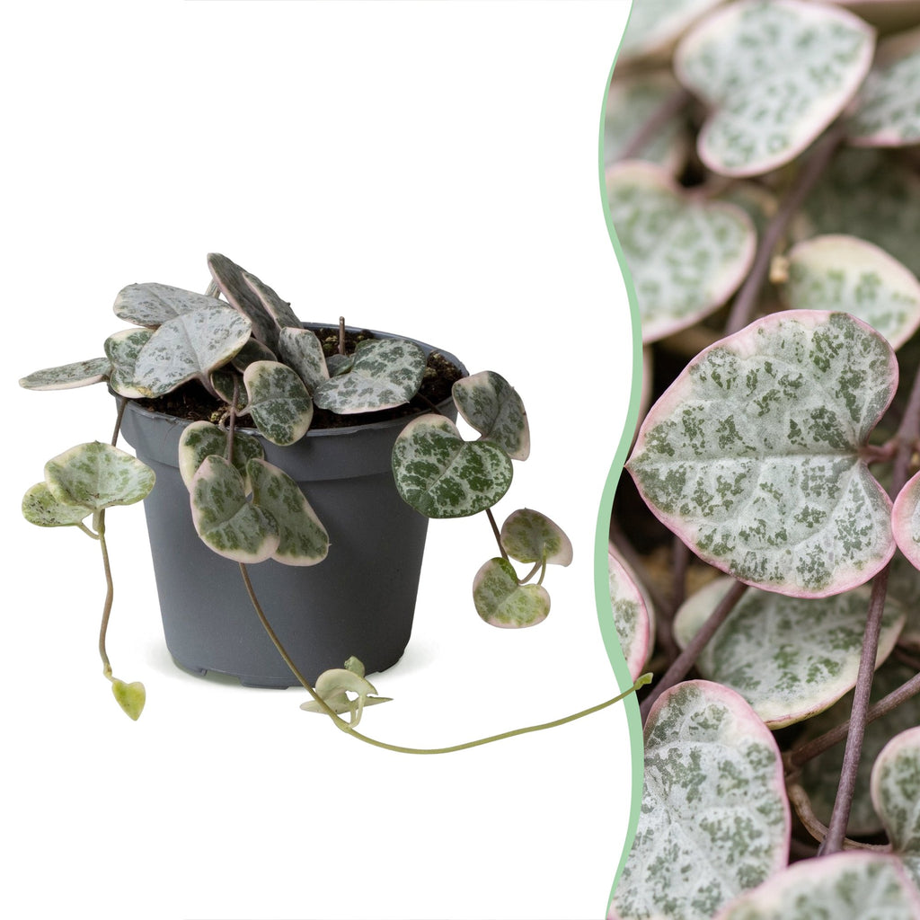 Ceropegia Woodii Variegata - Variegated String of Hearts - Grey - Green - Beige - Tropical - Ø6cm - ↕5cm