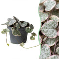 Ceropegia Woodii Variegata - Variegated String of Hearts - Grey - Green - Beige - Tropical - Ø6cm - ↕5cm
