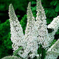 Green boutiQ - Tuinplant - Buddleja davidii White Profusion - Vlinderstruik - Winterhard - Wit - 3 Planten - Pot 17cm - Hoogte 45cm