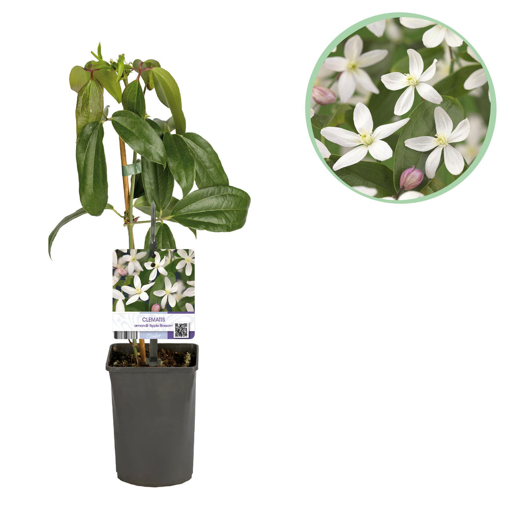 Green boutiQ - Kletterpflanze - Clematis armandii Apple Blossom - Blüte Rosa - Immergrün - Pflegeleicht - 1 Pflanze Topf 11cm Höhe 40cm