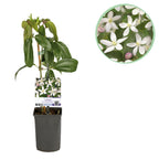 Green boutiQ - Kletterpflanze - Clematis armandii Apple Blossom - Blüte Rosa - Immergrün - Pflegeleicht - 1 Pflanze Topf 11cm Höhe 40cm