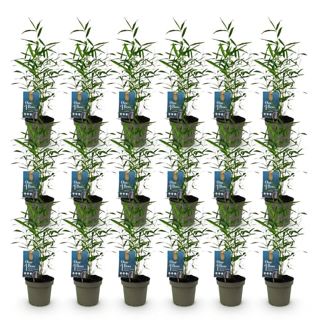 Green boutiQ - Bambou - Fargesia Blue Dragon - Persistant - Non traçant - Vert - 18 Plantes - Pot 14cm - Hauteur 35cm