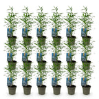 Green boutiQ - Bambou - Fargesia Blue Dragon - Persistant - Non traçant - Vert - 18 Plantes - Pot 14cm - Hauteur 35cm