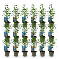 Green boutiQ - Bamboe - Fargesia Blue Dragon - Bladhoudend - Niet Woekerend - Groen - 18 Planten - Pot 14cm - Hoogte 35cm