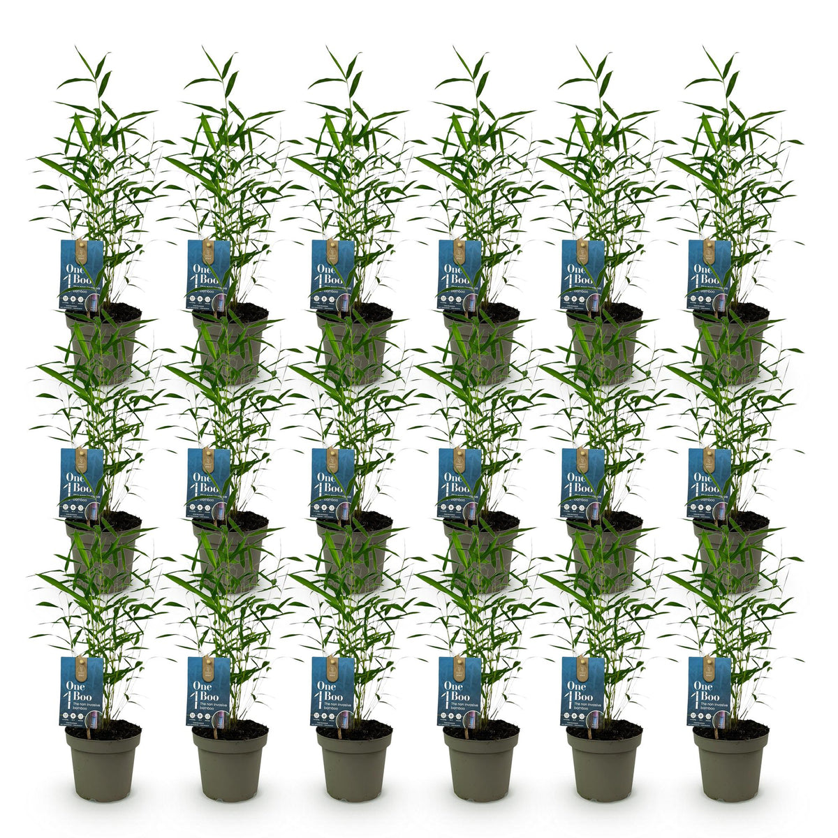 Green boutiQ - Bambou - Fargesia Blue Dragon - Persistant - Non traçant - Vert - 18 Plantes - Pot 14cm - Hauteur 35cm
