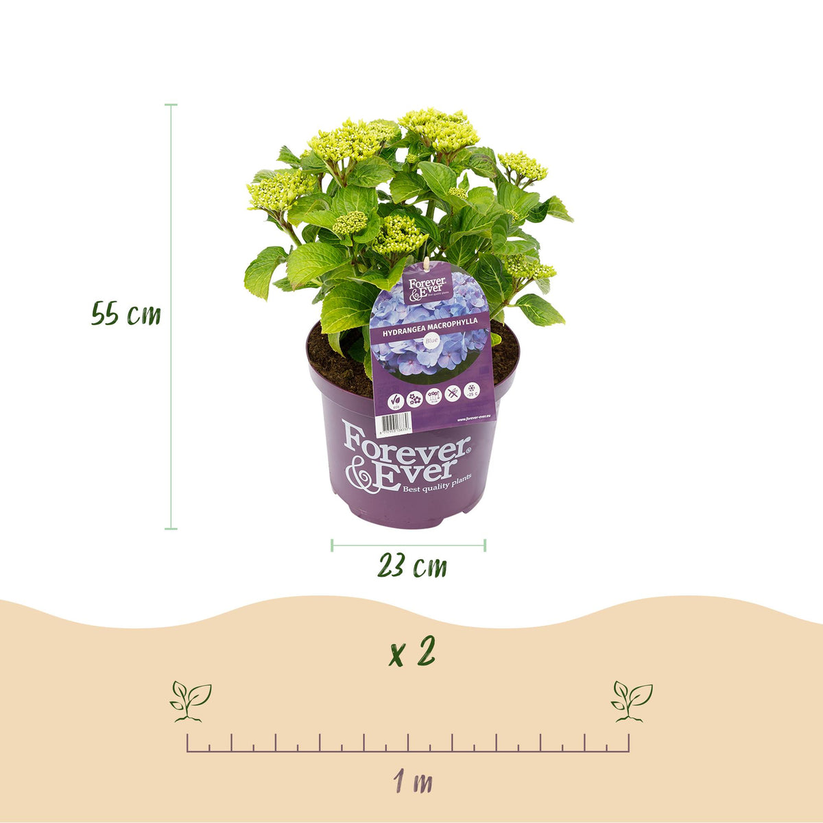 Green boutiQ - Plante de terrasse - Hortensia - Hydrangea Forever & Ever - Bleu - 7-12 fleurs - 2 plantes - Pot 23cm Hauteur 55cm