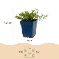 Green boutiQ - Vasteplant - Phlox Benita - Vlambloem - Bodembedekkend - Blauw - 6 Planten - Pot 11cm - Hoogte 15-25cm