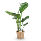 Green BoutiQ - Green is... Plantes d'intérieur - Strelitzia Nicolai - Oiseau du paradis - Peu d'entretien - avec panier - Vert - 1 Plante - Pot 17cm - Hauteur 70-90cm