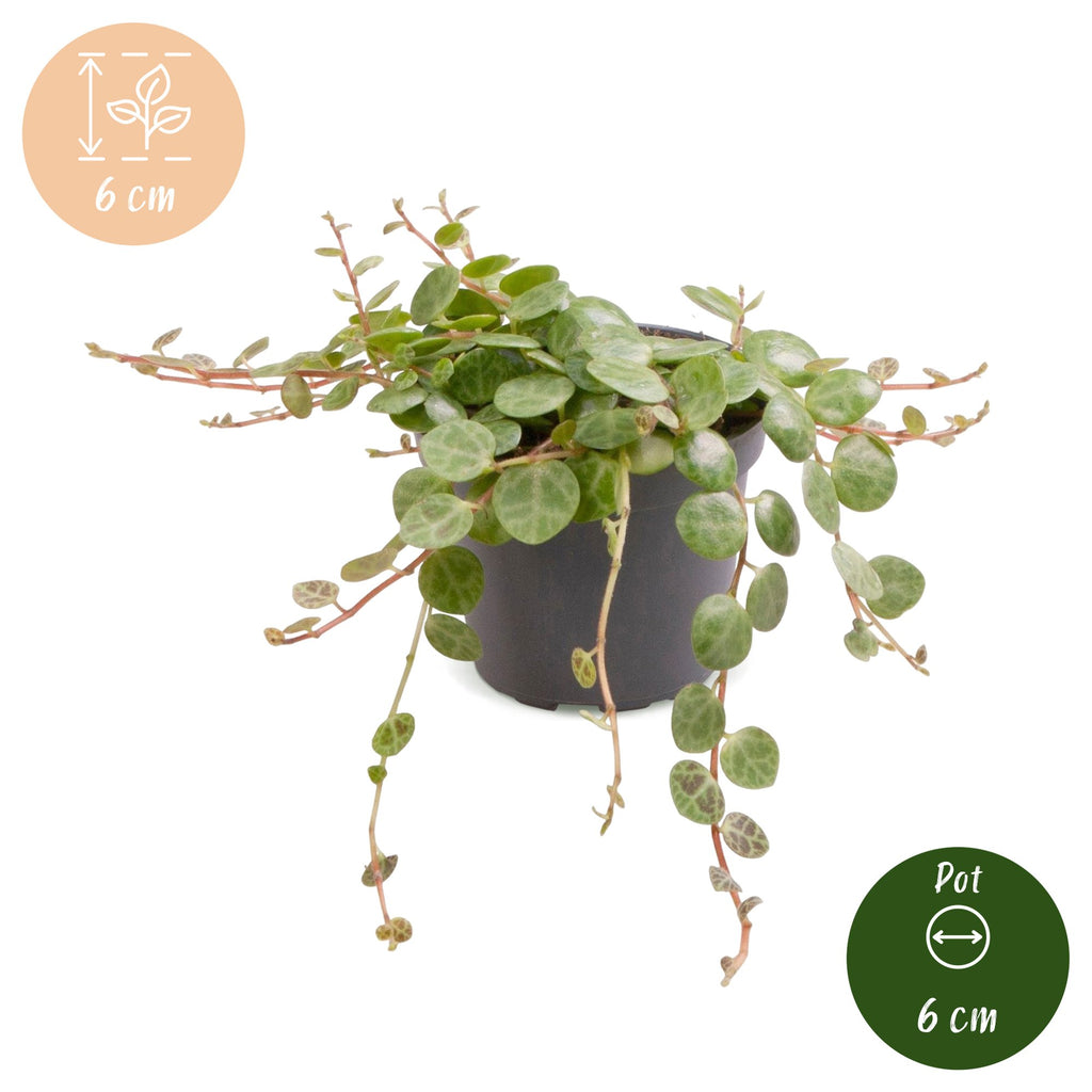 Peperomia Prostrata - String of Turtles - Green - Tropical - Ø6cm - ↕6cm